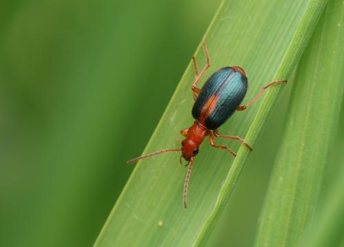Brachinus sclopeta